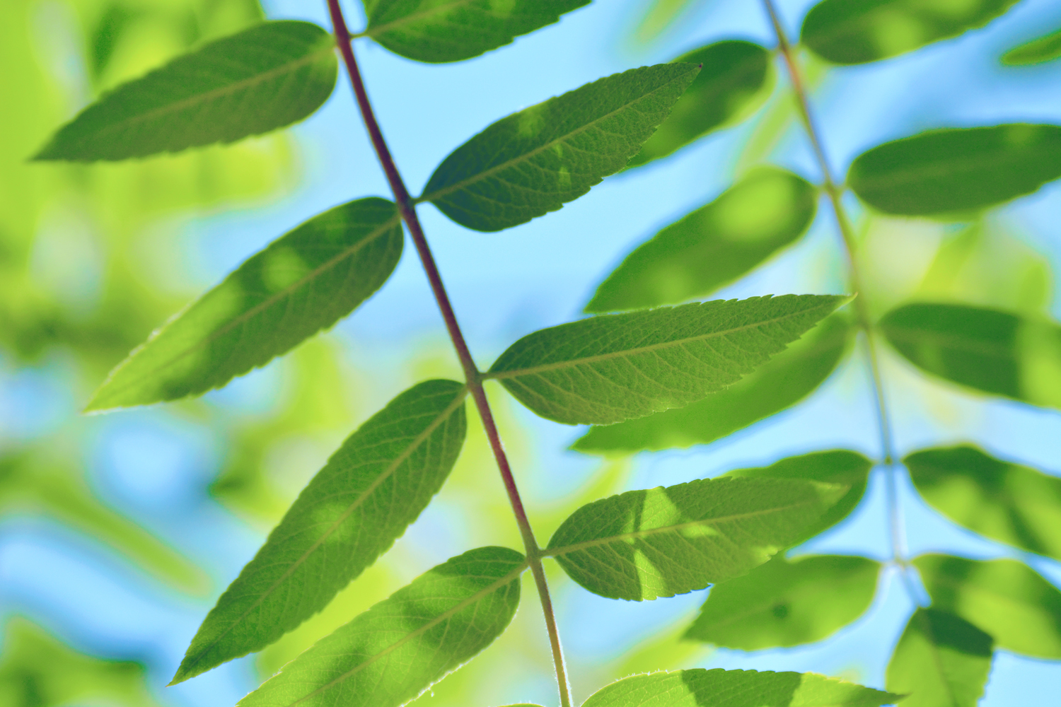 花楸树的叶子,原创摄影|楸树|摄影|原创_新浪新闻