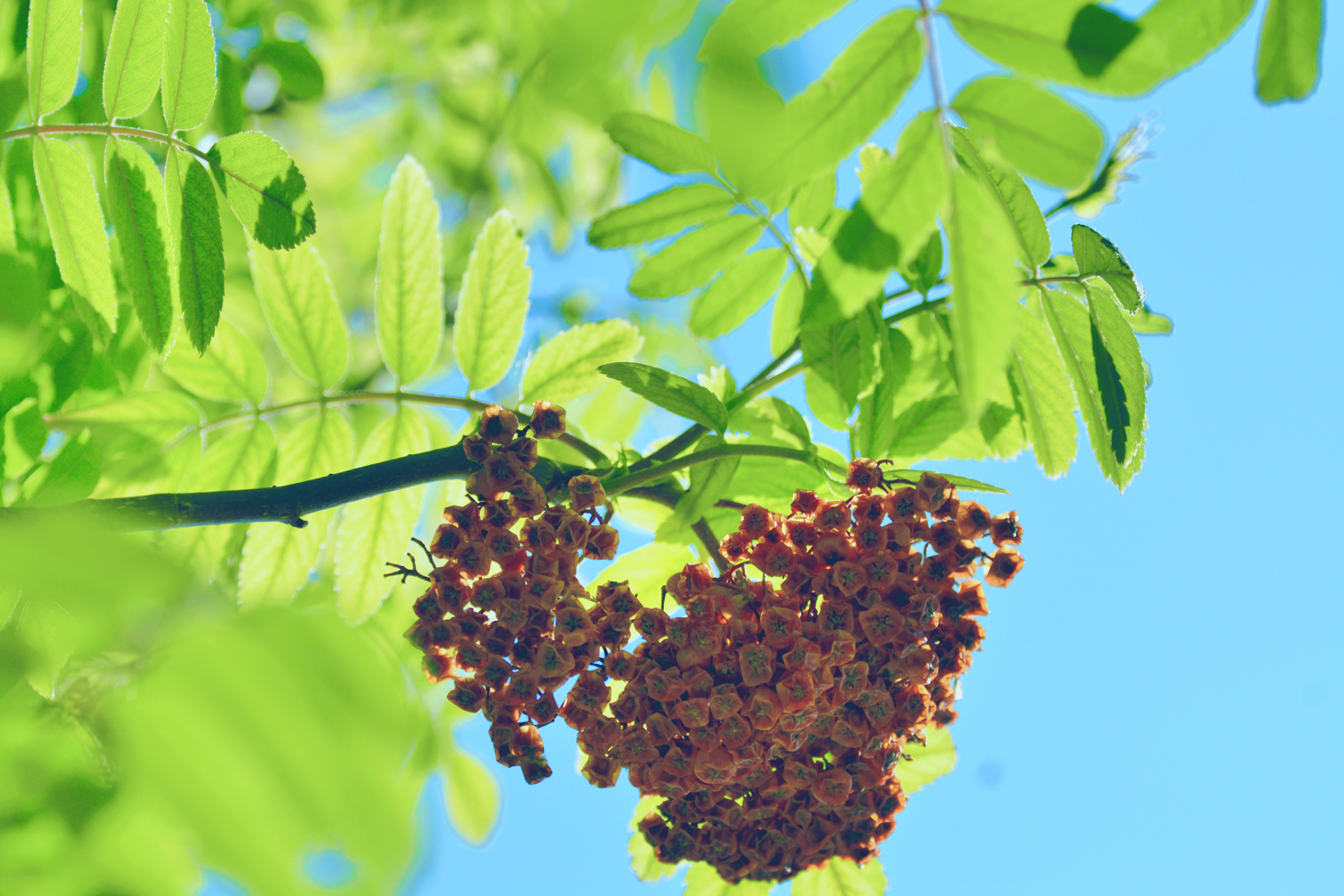 花楸树的叶子原创摄影