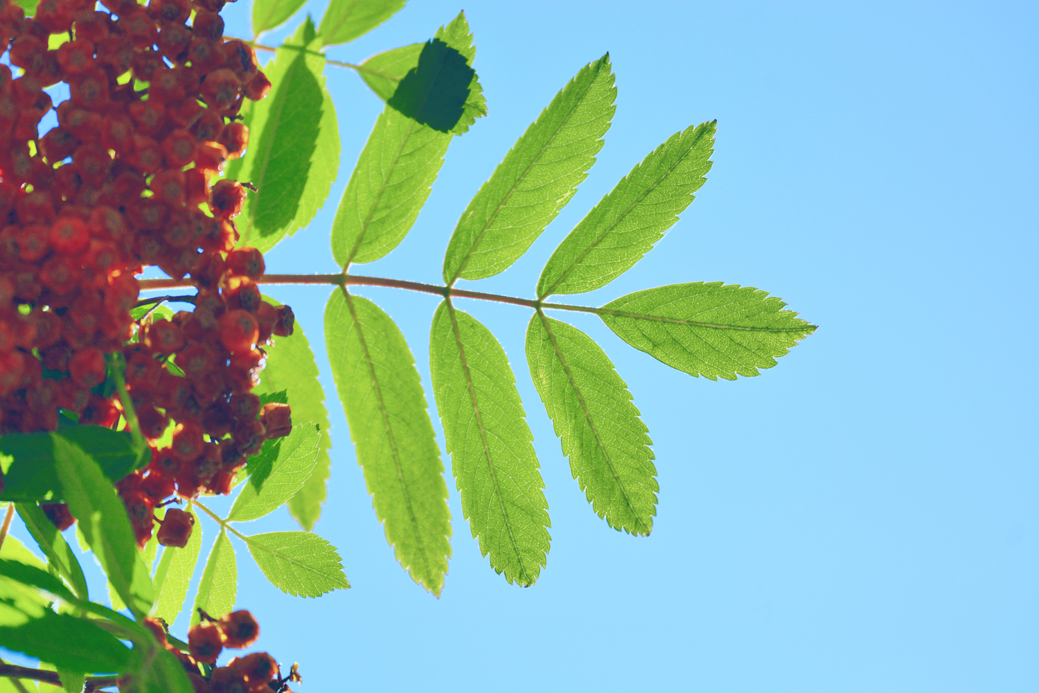 花楸树的叶子,原创摄影|楸树|摄影|原创_新浪新闻