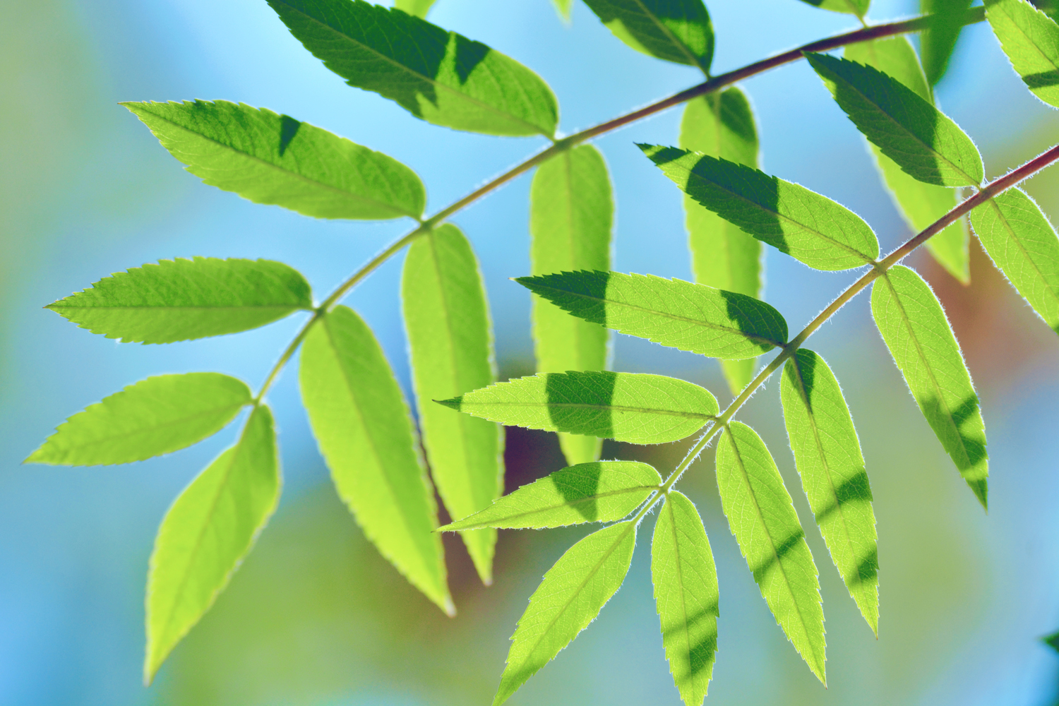 花楸树的叶子,原创摄影|楸树|摄影|原创_新浪新闻