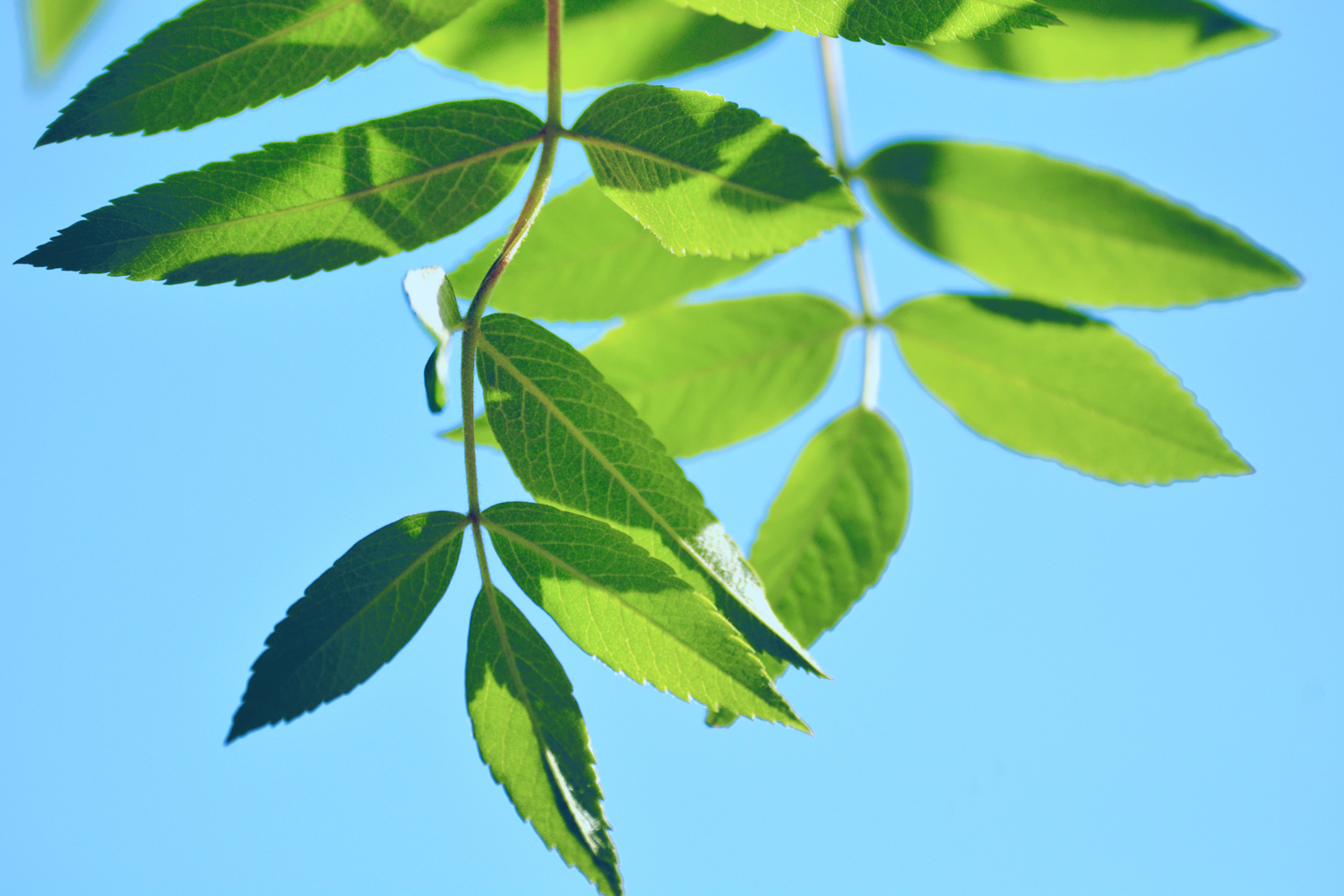 花楸树的叶子,原创摄影|楸树|摄影|原创_新浪新闻