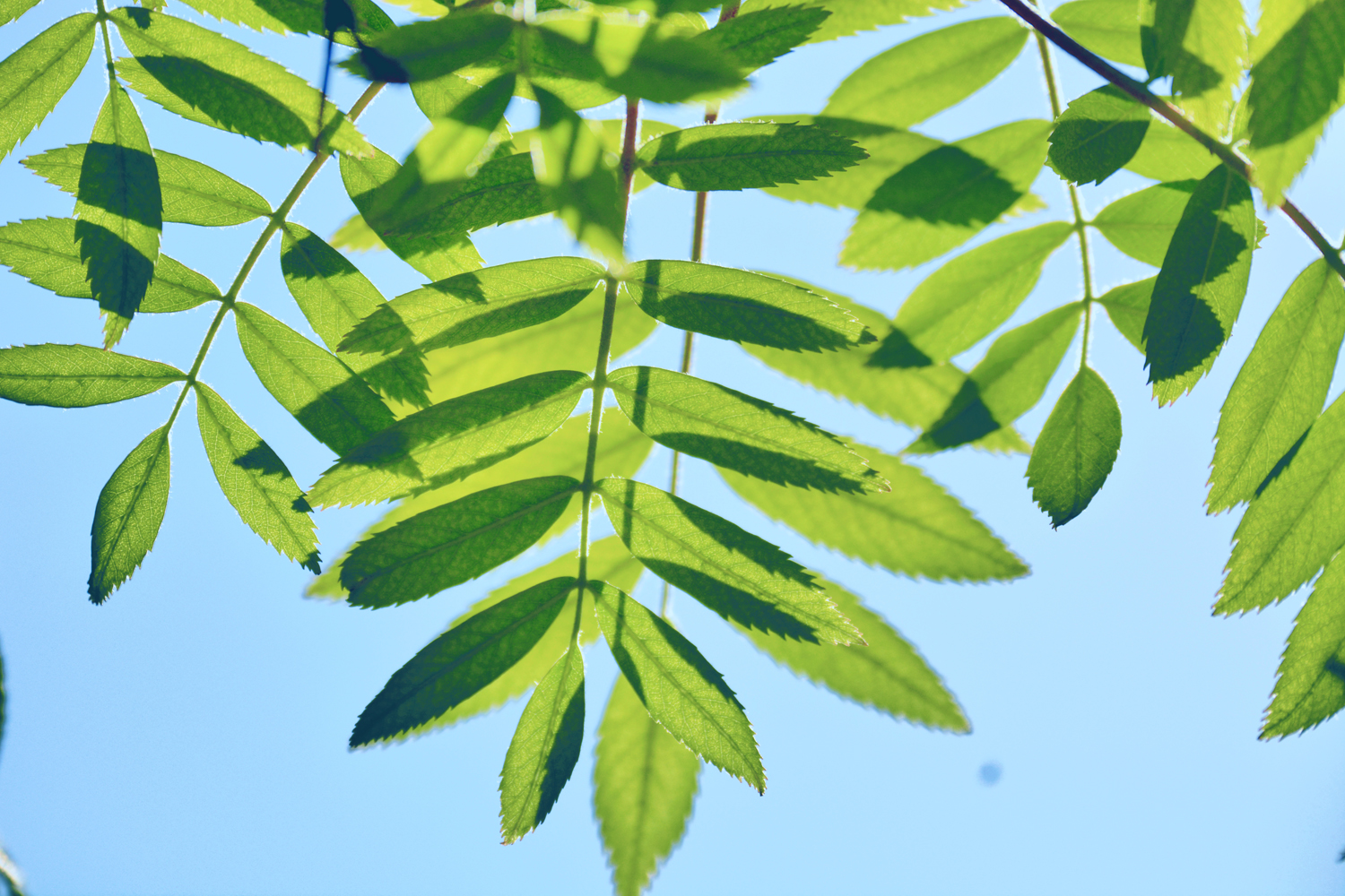 花楸树的叶子,原创摄影|楸树|摄影|原创_新浪新闻