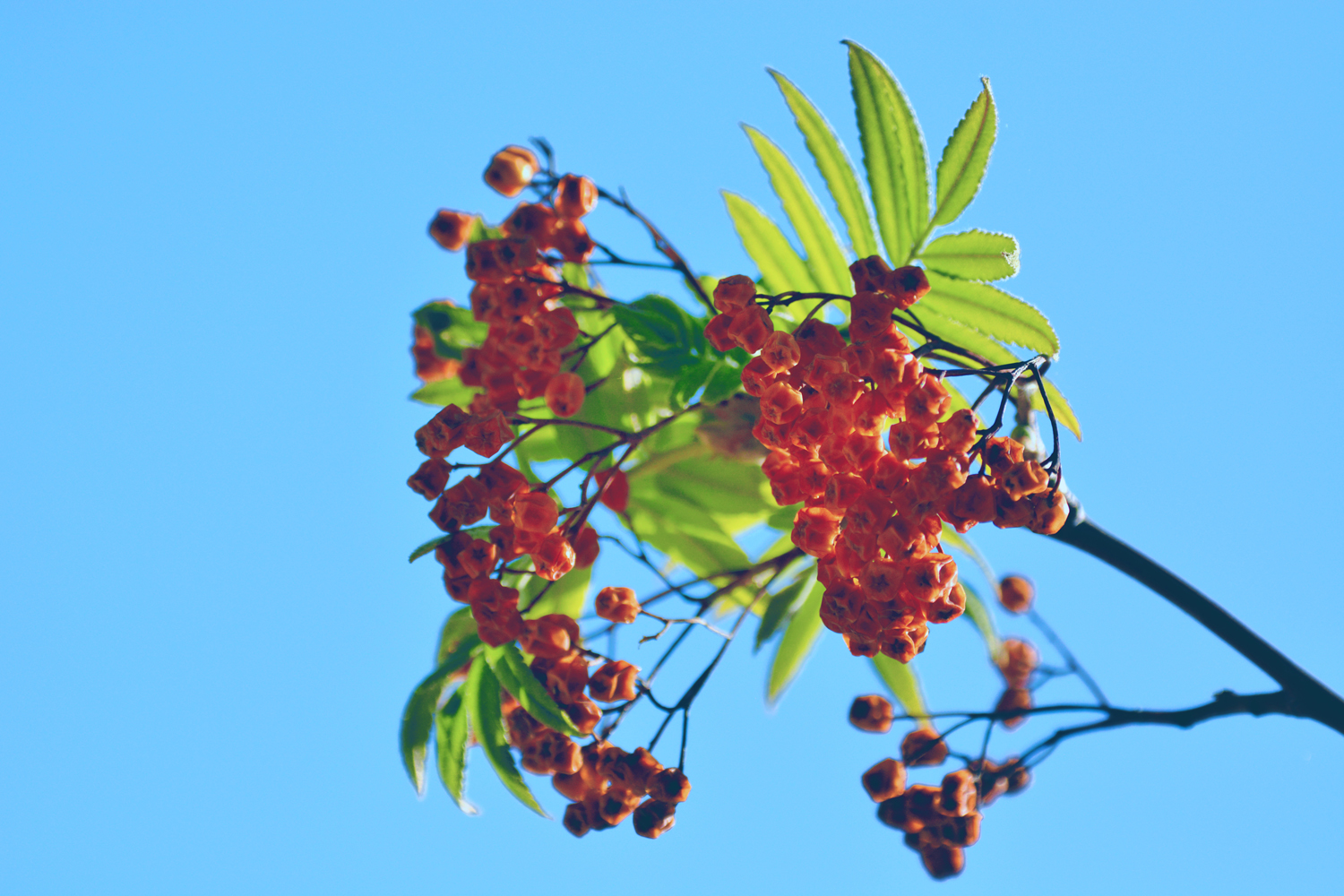 花楸树的叶子,原创摄影|楸树|摄影|原创_新浪新闻