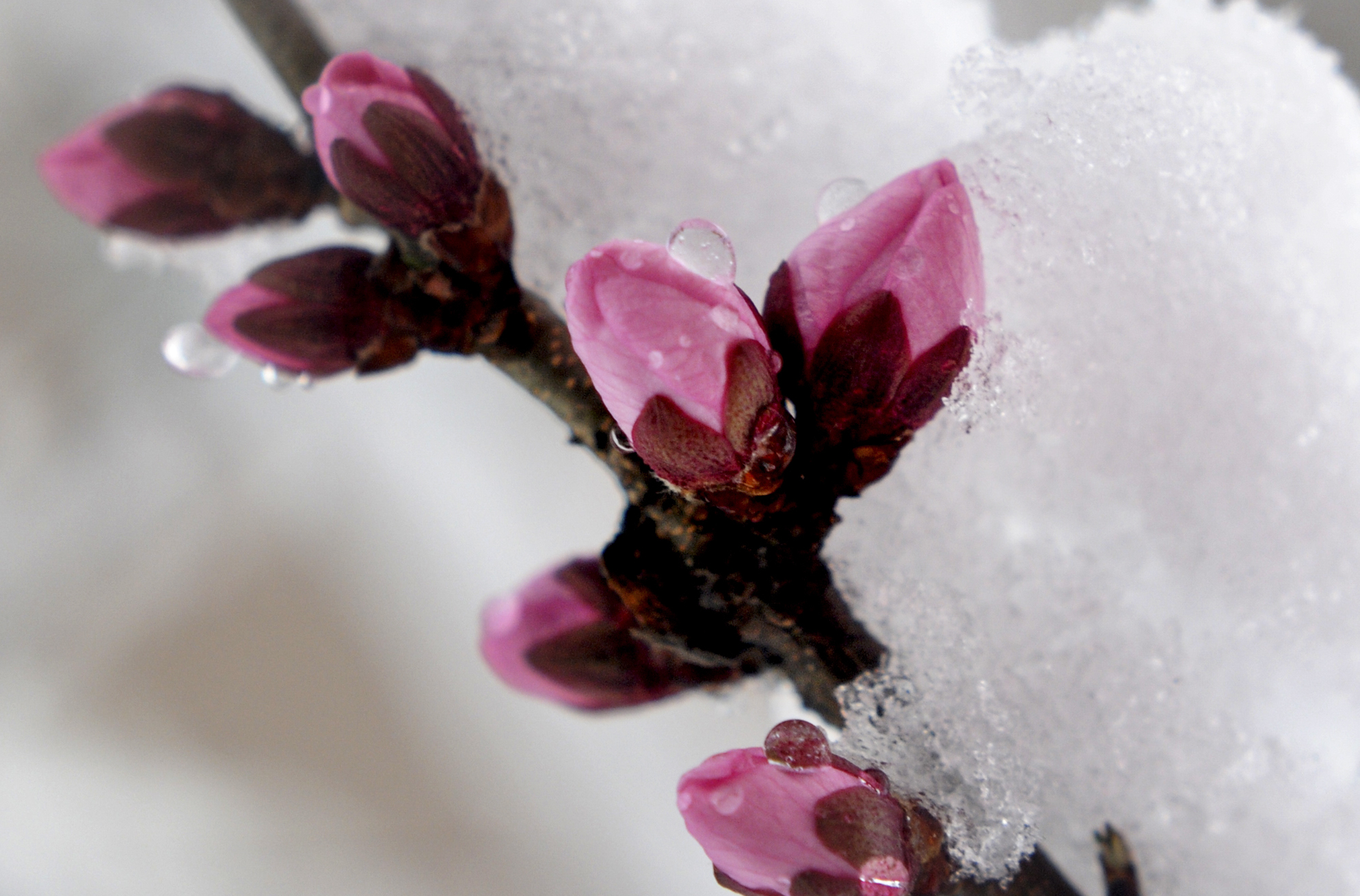 辽宁多地出现"桃花雪",鲜花雪花同框美不胜收
