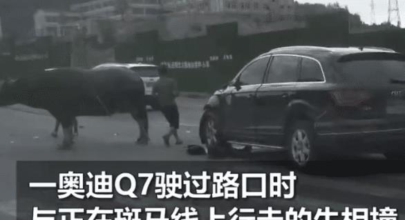 奥迪路口撞上大黑牛，结果车残了牛毫发无损，网友：牛魔王？
