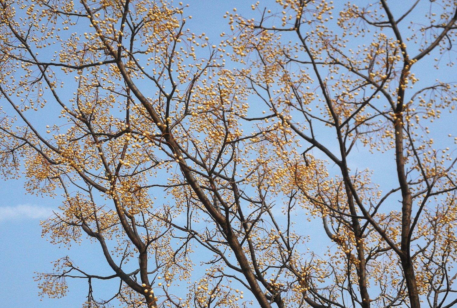 农村老家的苦楝树,用途这么多,可解决世界绿化之难题