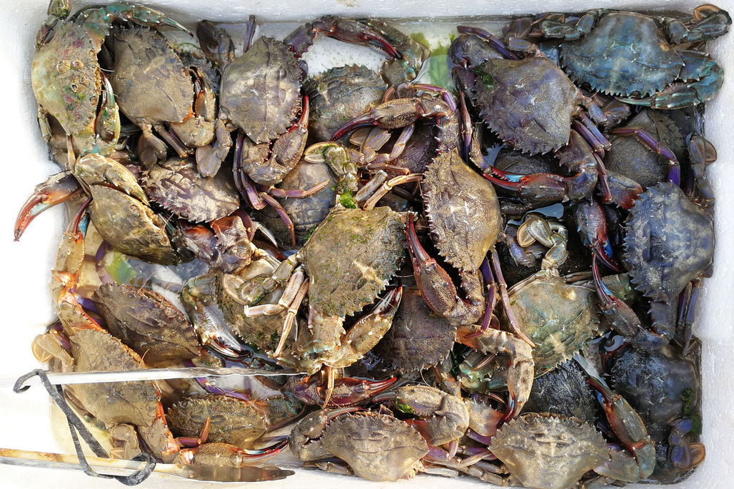 正月里新鲜海鲜价格翻倍 鼓眼鱼60元一斤 石夹红120元一斤