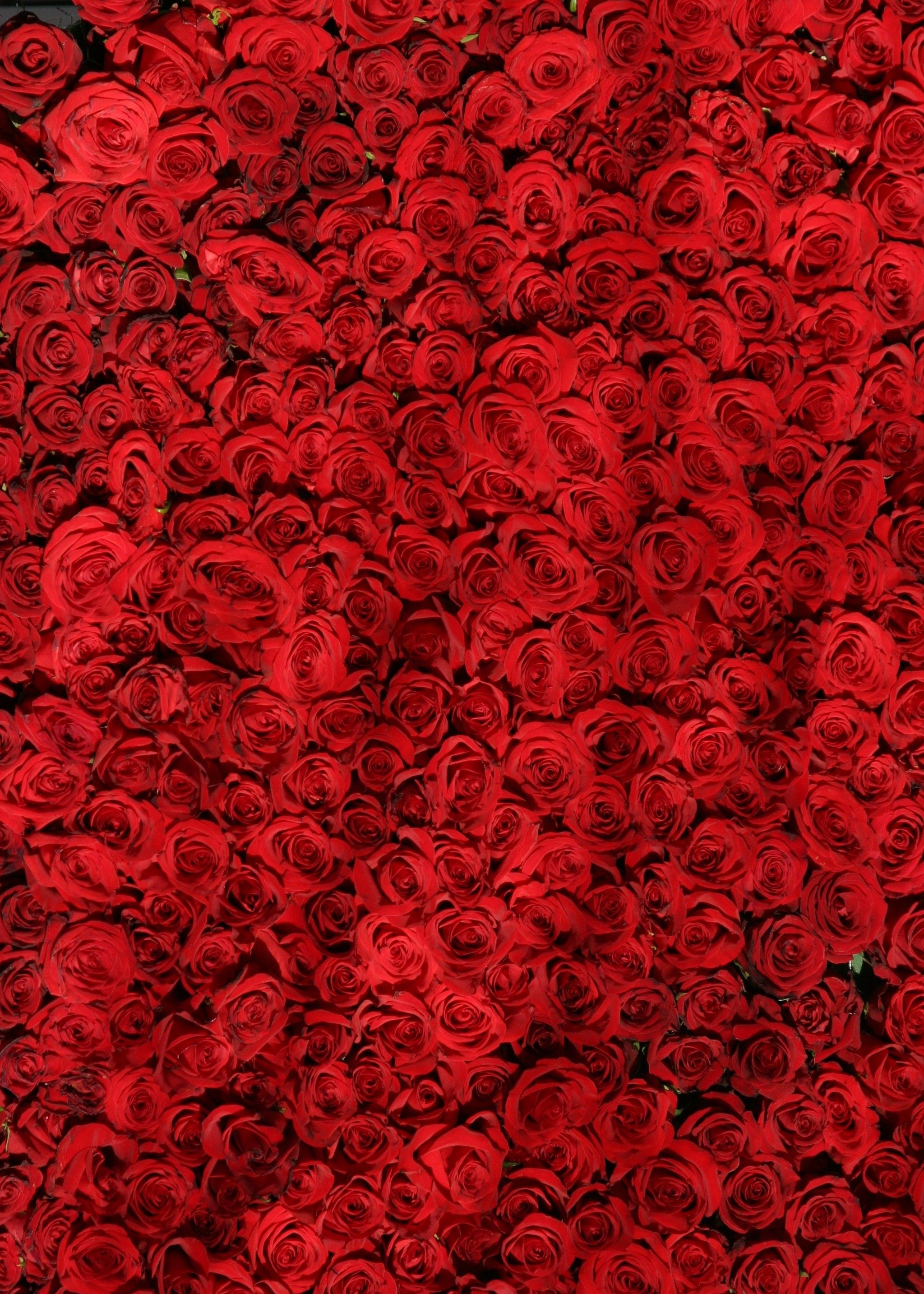 红色元素手机壁纸系列,一天一张新壁纸,天天红红火火