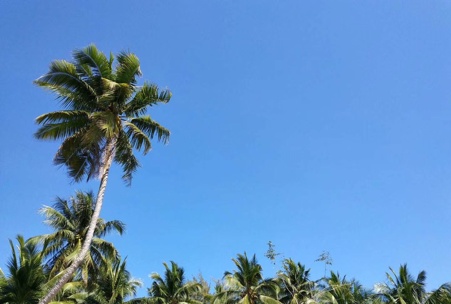 三亚蓝天海水沙滩椰树旅游海报背景免费下载 - 觅知网