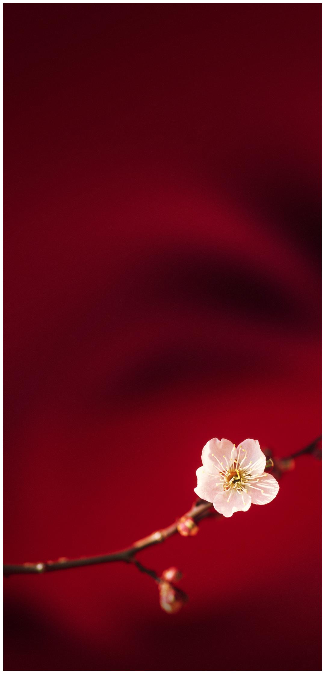 手机壁纸oppor11壁纸鉴赏