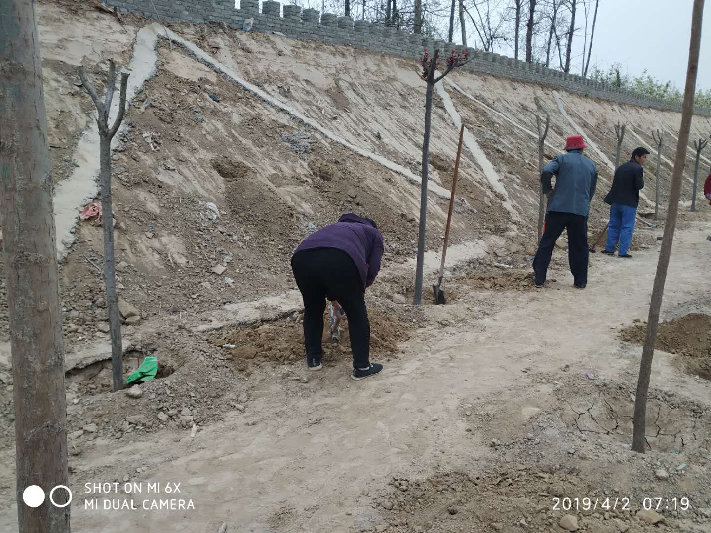 蒲城龙阳镇蒲石村:实现全域绿化,打造美丽乡村