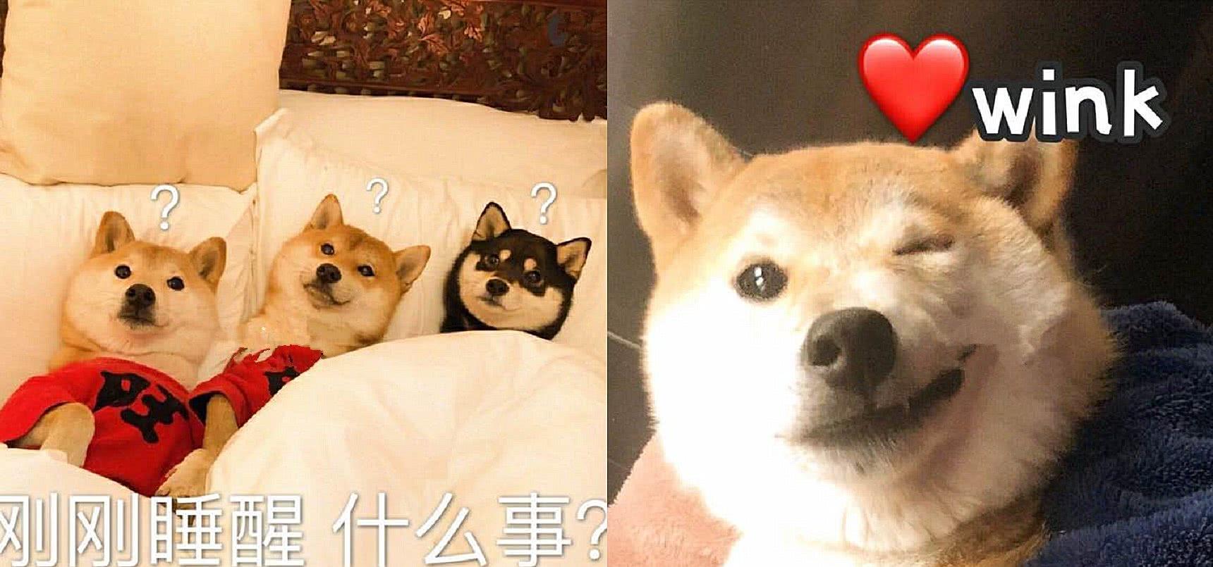 ins高逼格表情包我原本可以过的很快乐都是没钱害了我