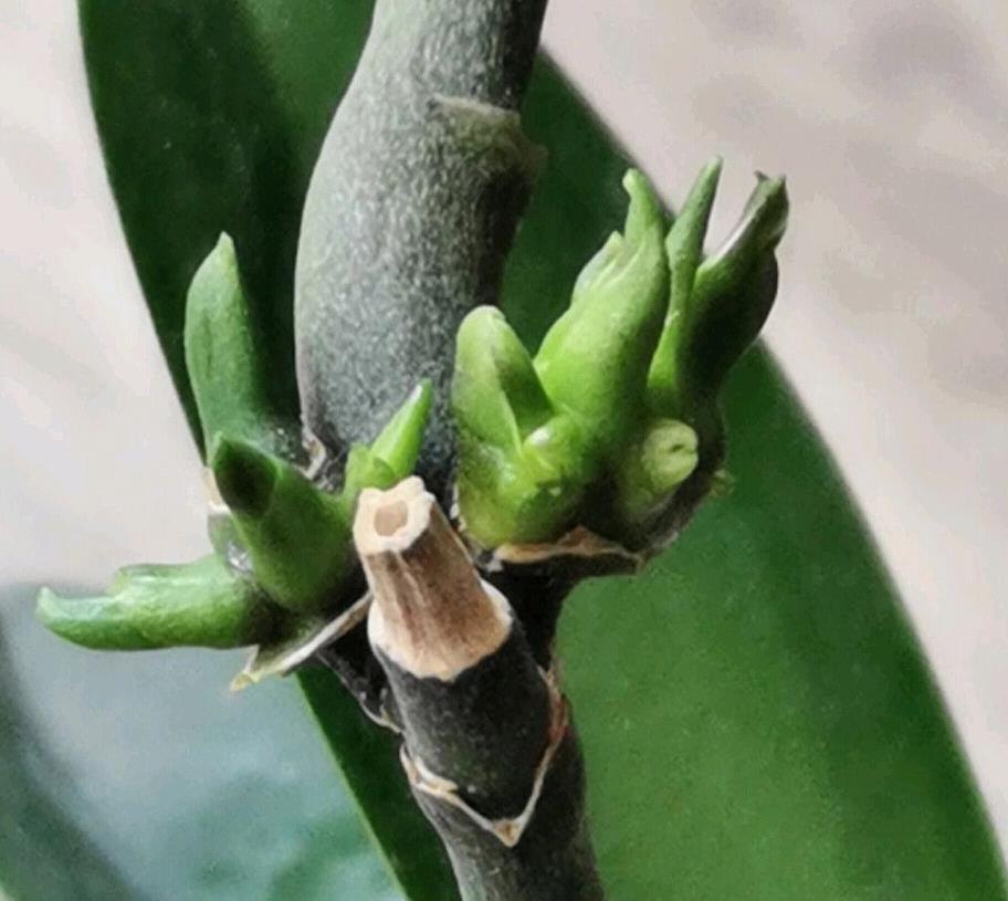 谢花的蝴蝶兰花梗不用剪 只需一招 花梗再次爆芽开花满枝头