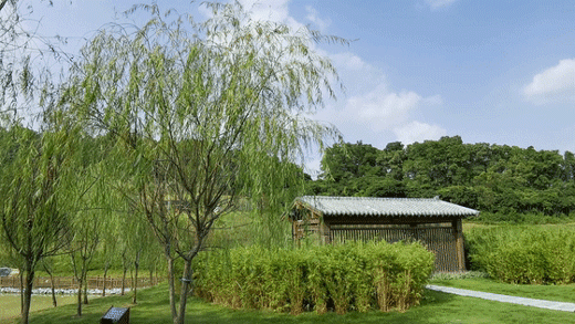 深圳秋天都藏在了这些地方,不信你看