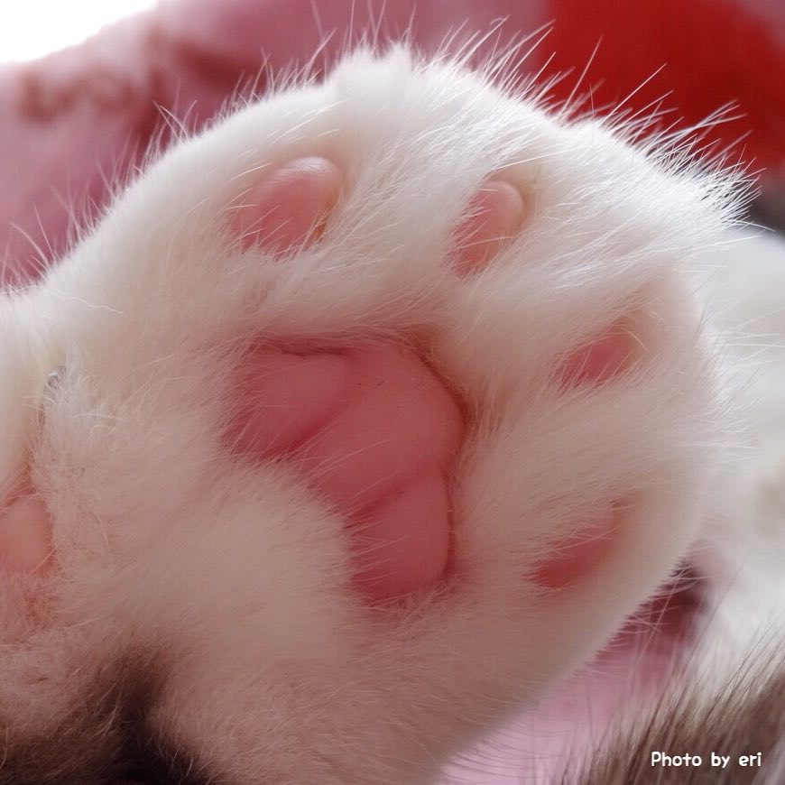 被这只拥有一双粉嫩小萌jio而爆红网络的小折耳猫咪爪爪图萌化了