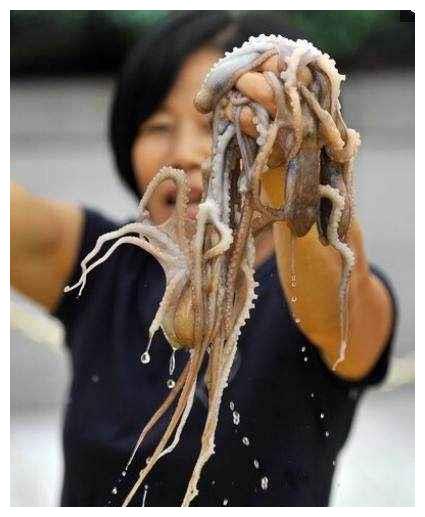 很多韩国人因吃活章鱼窒息而死,但是还有很多韩国人不怕死!