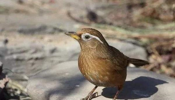 如何让"生头画眉鸟"快速服笼