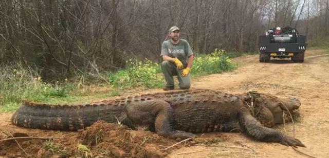 他发现300公斤的超巨大鳄鱼塞水沟