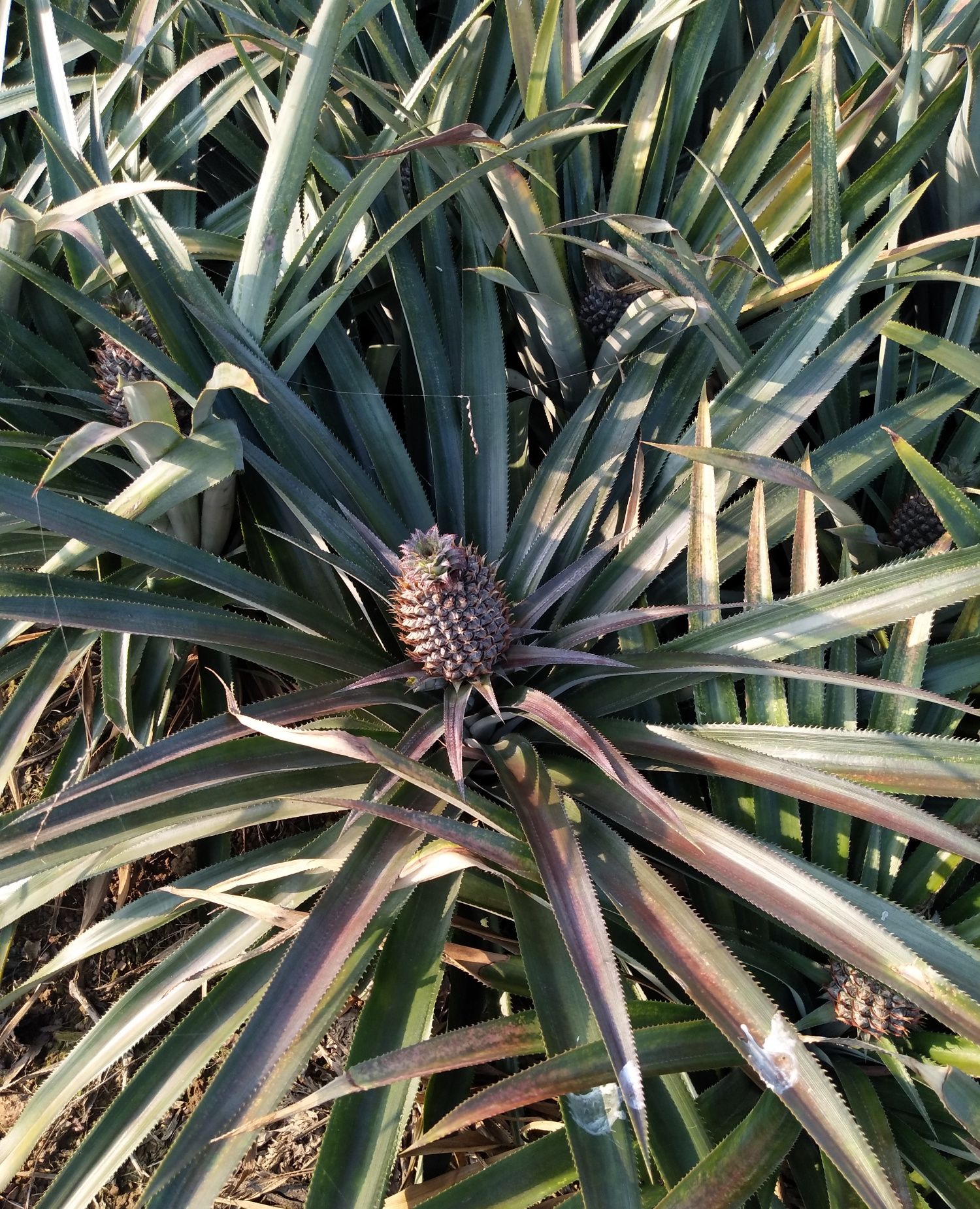 清晨的菠萝地生机勃勃