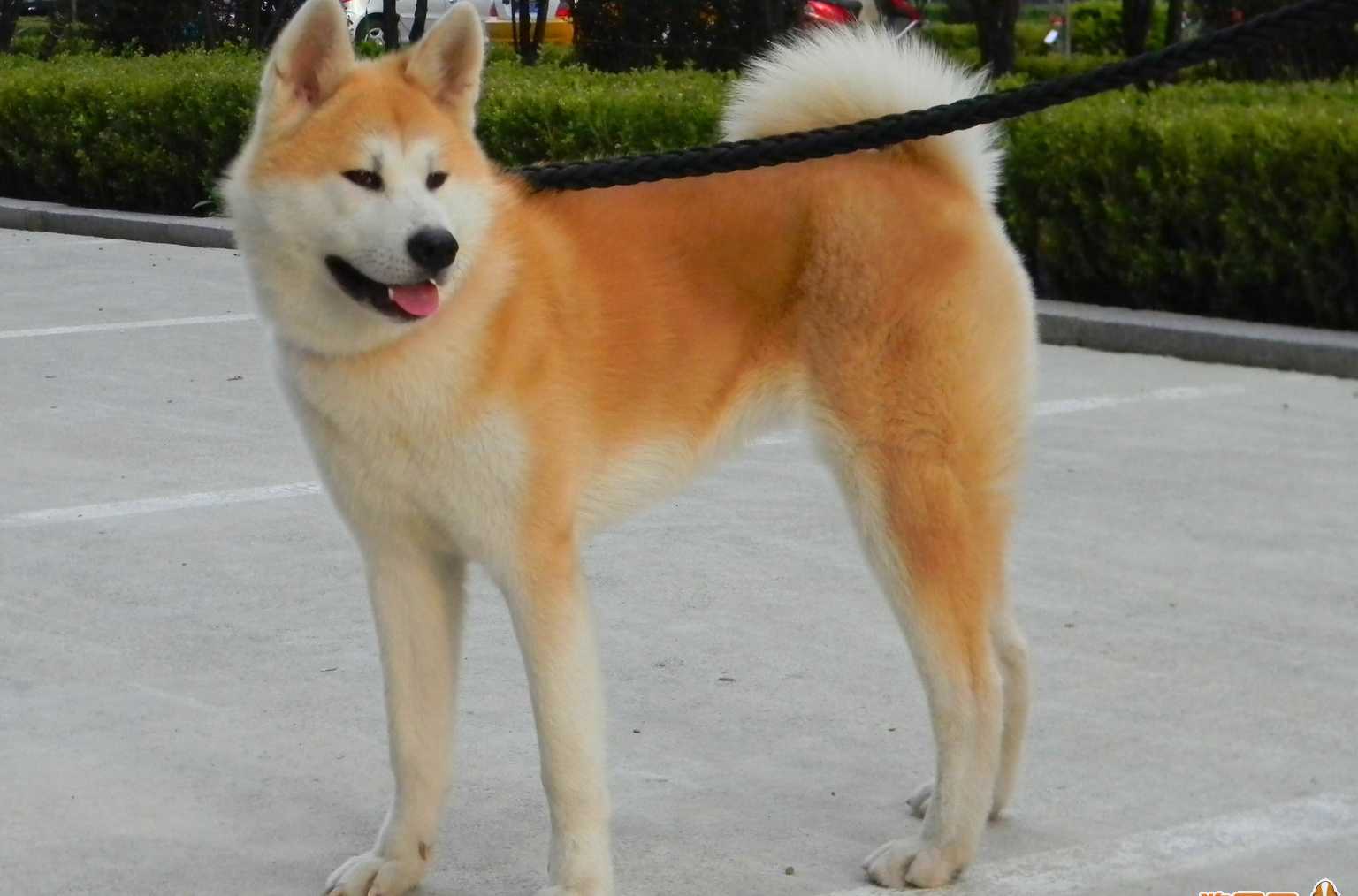 日本第一犬 秋田犬 日本第一犬 秋田犬