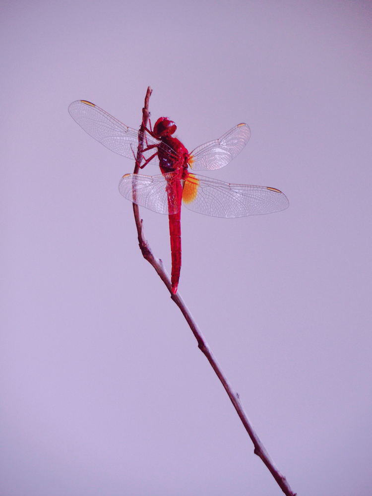 晚霞中的红蜻蜓原创摄影