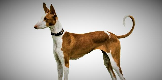 伊维萨猎犬平均时速可达64.