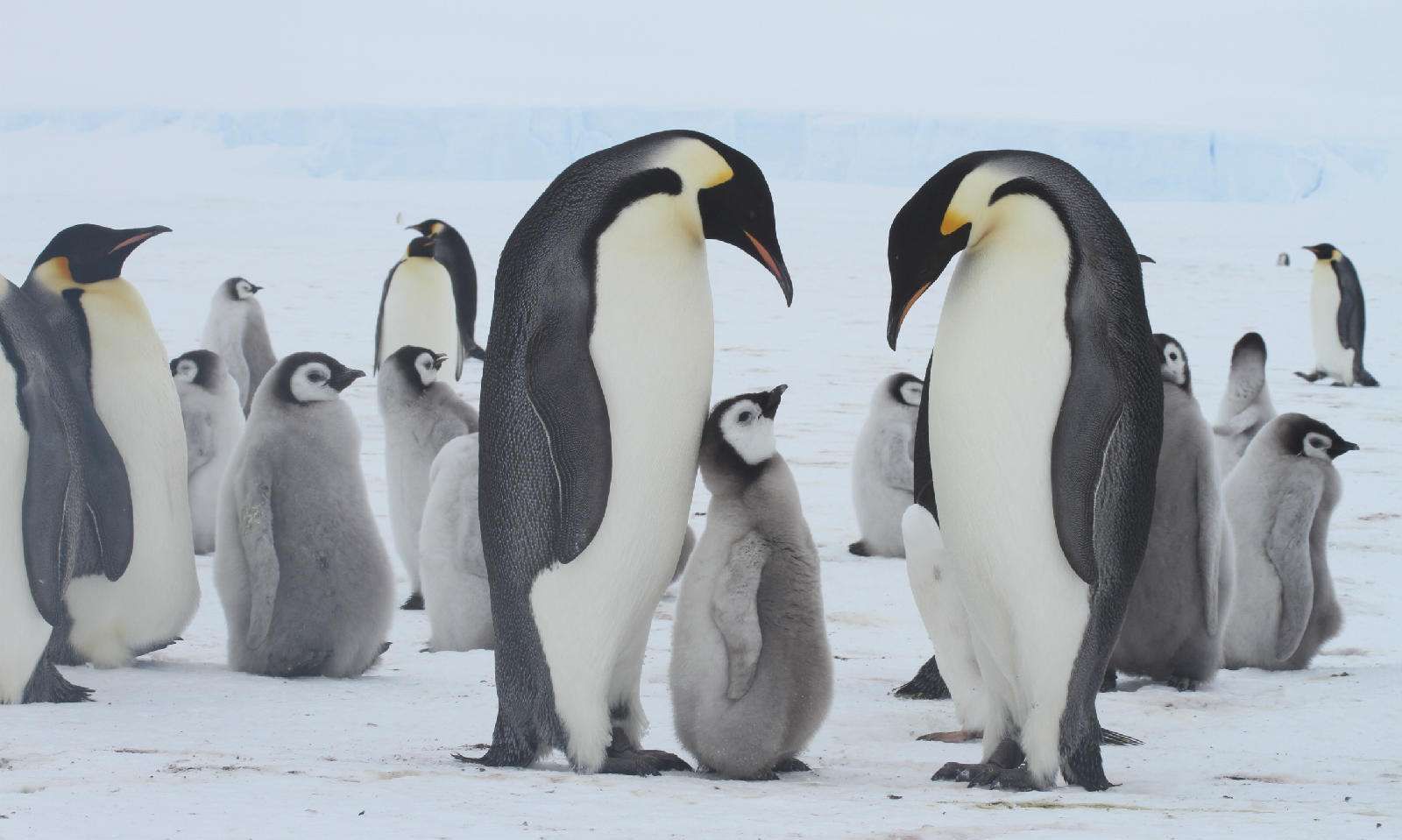 摄影师拍摄企鹅幼崽做宣传,结果设备被抢了,还好不能吃