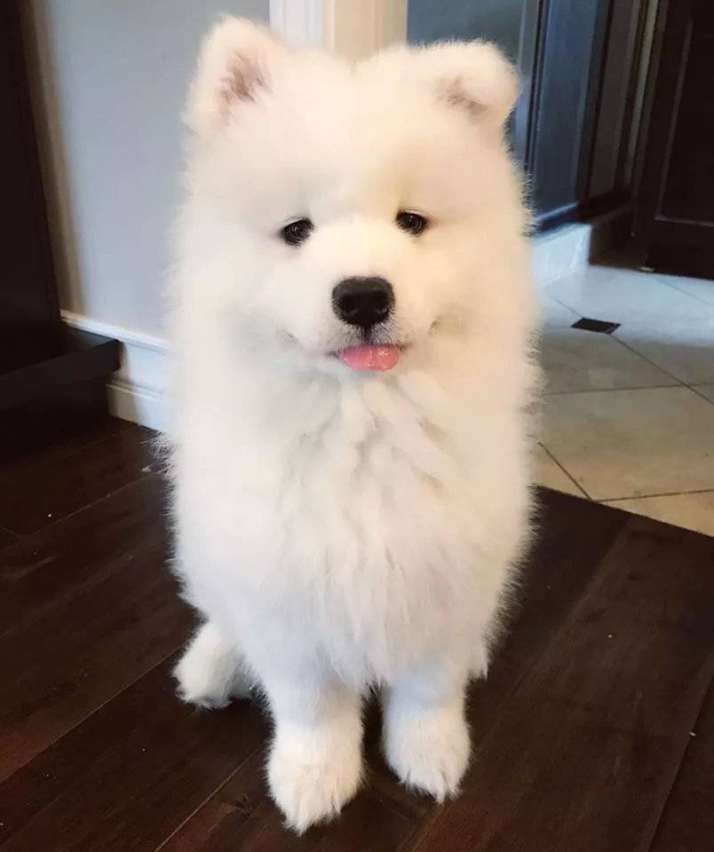 治愈系萌萌犬对你"略略略",黑亮的眼睛加上粉嫩的小舌头