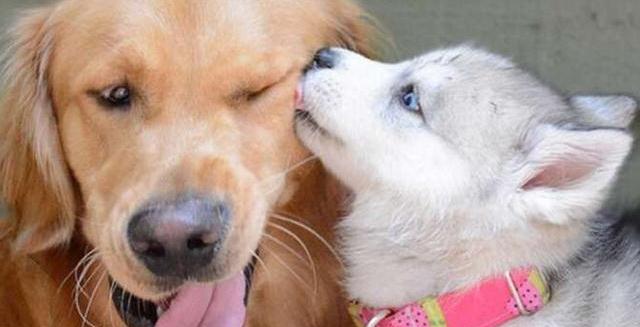 哈士奇被金毛收养长大,每次二哈拆家要被打,金