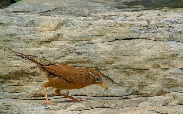 如何让"生头画眉鸟"快速服笼