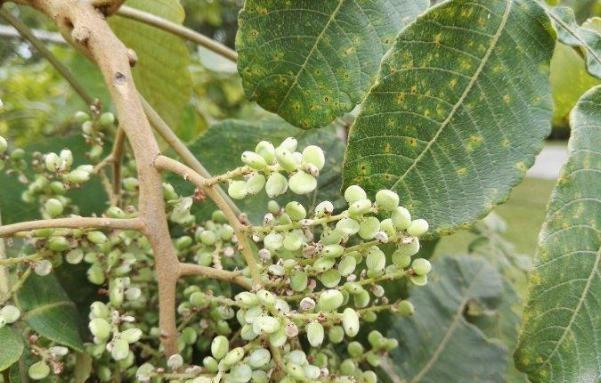 山里1种盐果以往放牛娃吃到吐殊不知在古代是救命盐