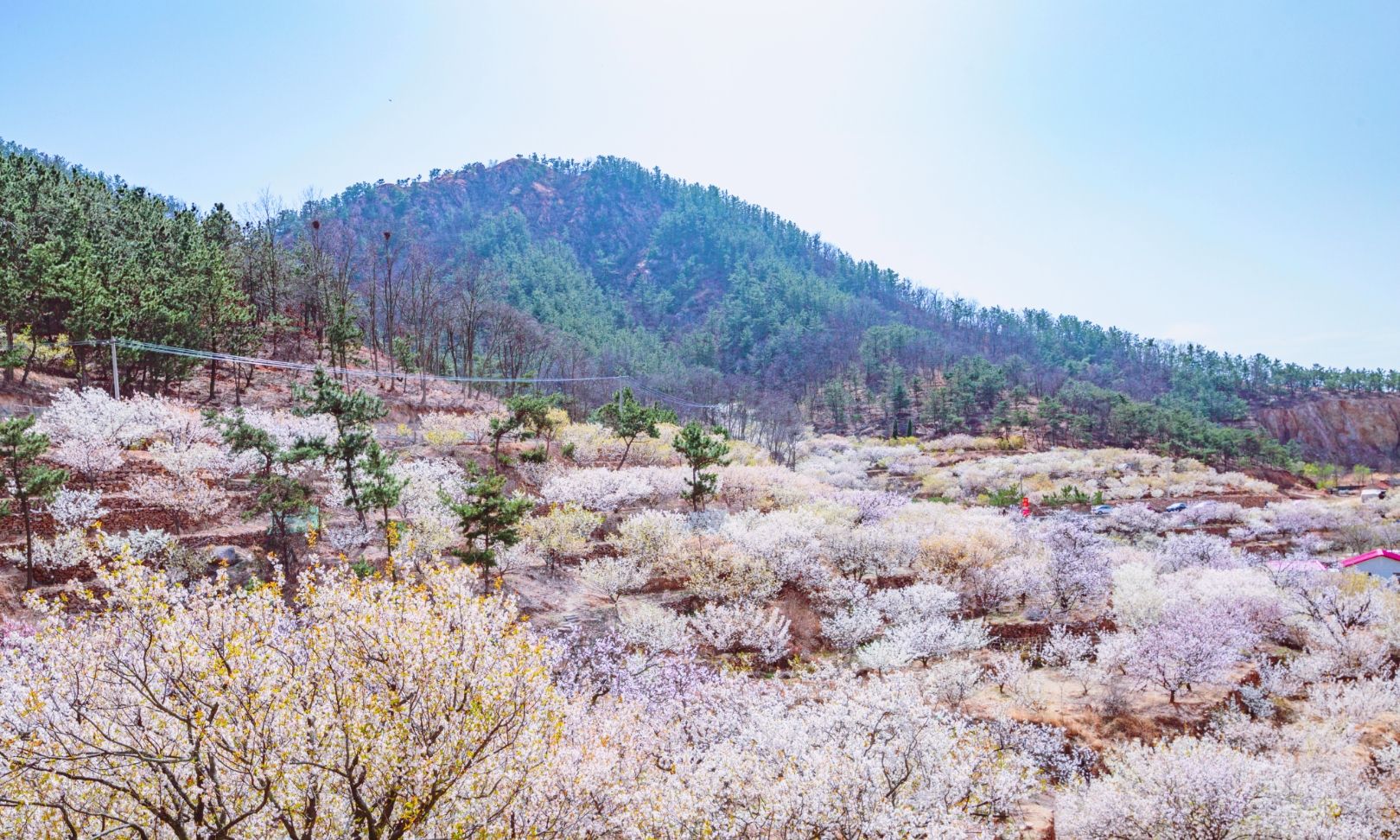 崂山北宅山色峪大片樱桃花盛开成为青岛春天赏花宁静浪漫之地