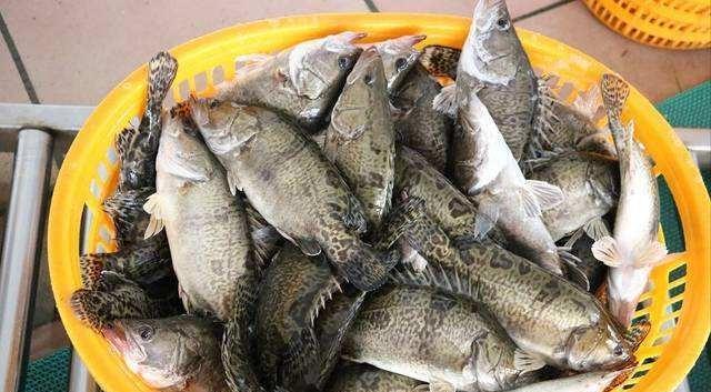 此鱼我国独有,人称"鱼中上品",新鲜的没人吃,放臭后才是美味
