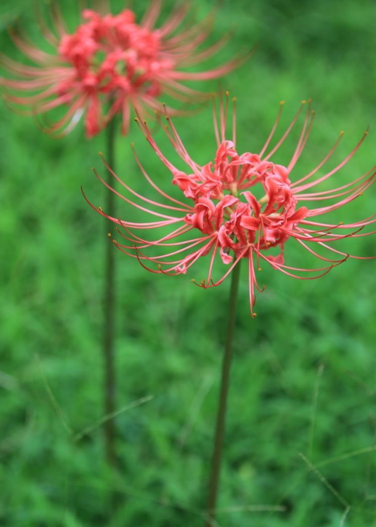 彼岸花开 花开彼岸 彼岸花开 花开彼岸