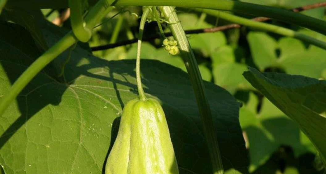 这种单株结果的瓜类,富人都爱吃,吃了对身体好,是蔬菜也是水果