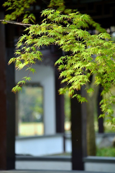 窗帘微卷溢丁香,廊下听雨闻竹篁,闲庭侍花颂诗赋,幽径苍苔敲竹杖.