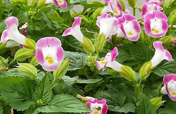 如夏花般灿烂的夏堇花