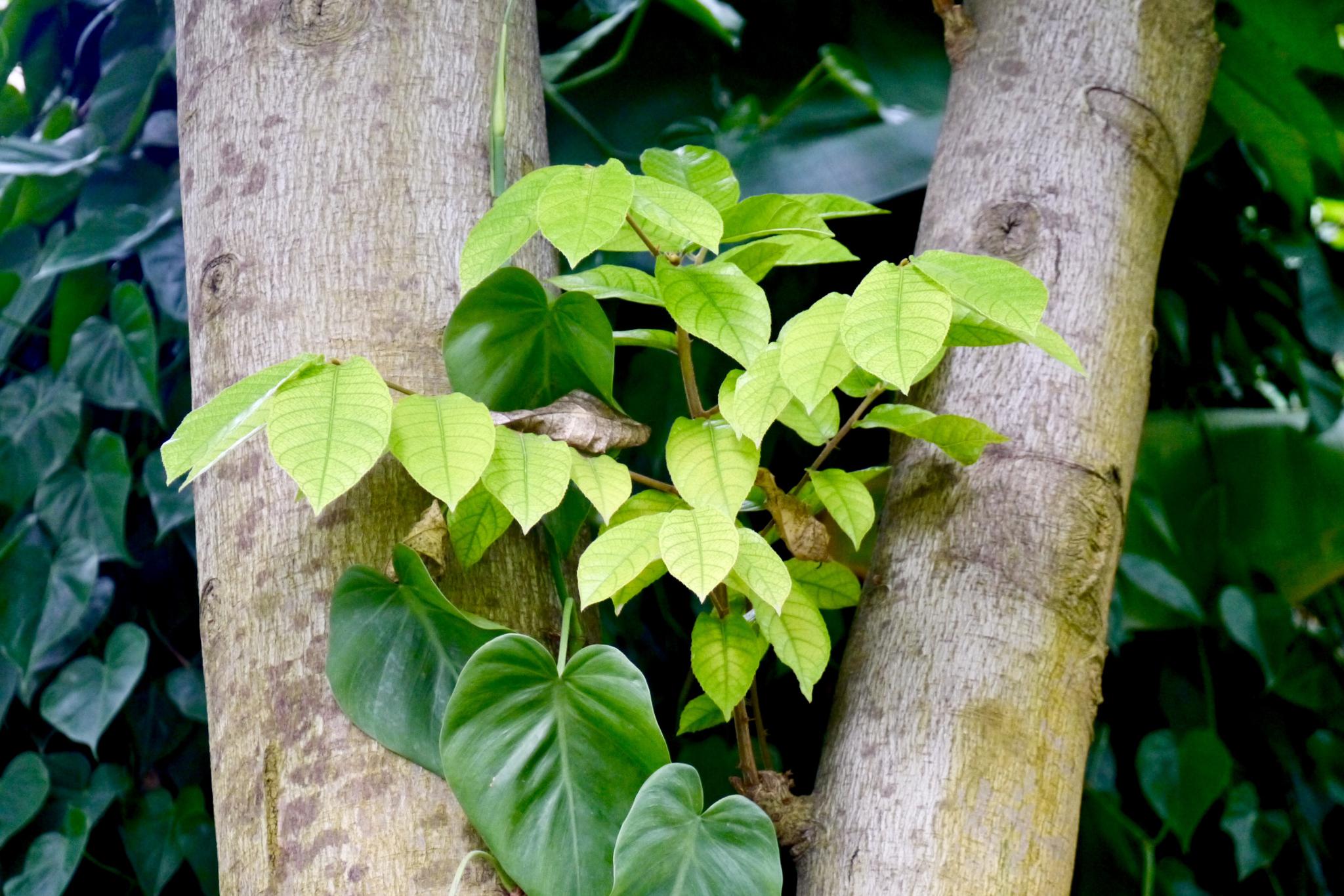 世界上最毒的树--见血封喉(箭毒木)