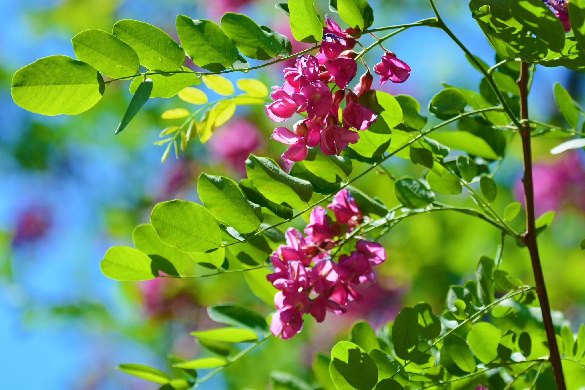 美丽通透的粉花刺槐,原创摄影