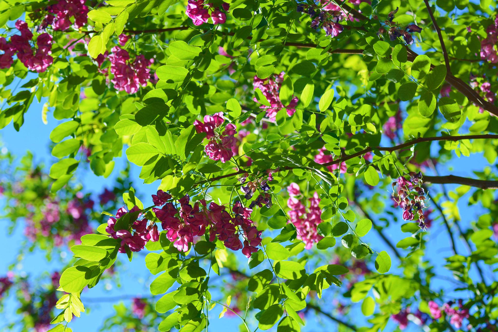 穿越之心跳游戏刺槐