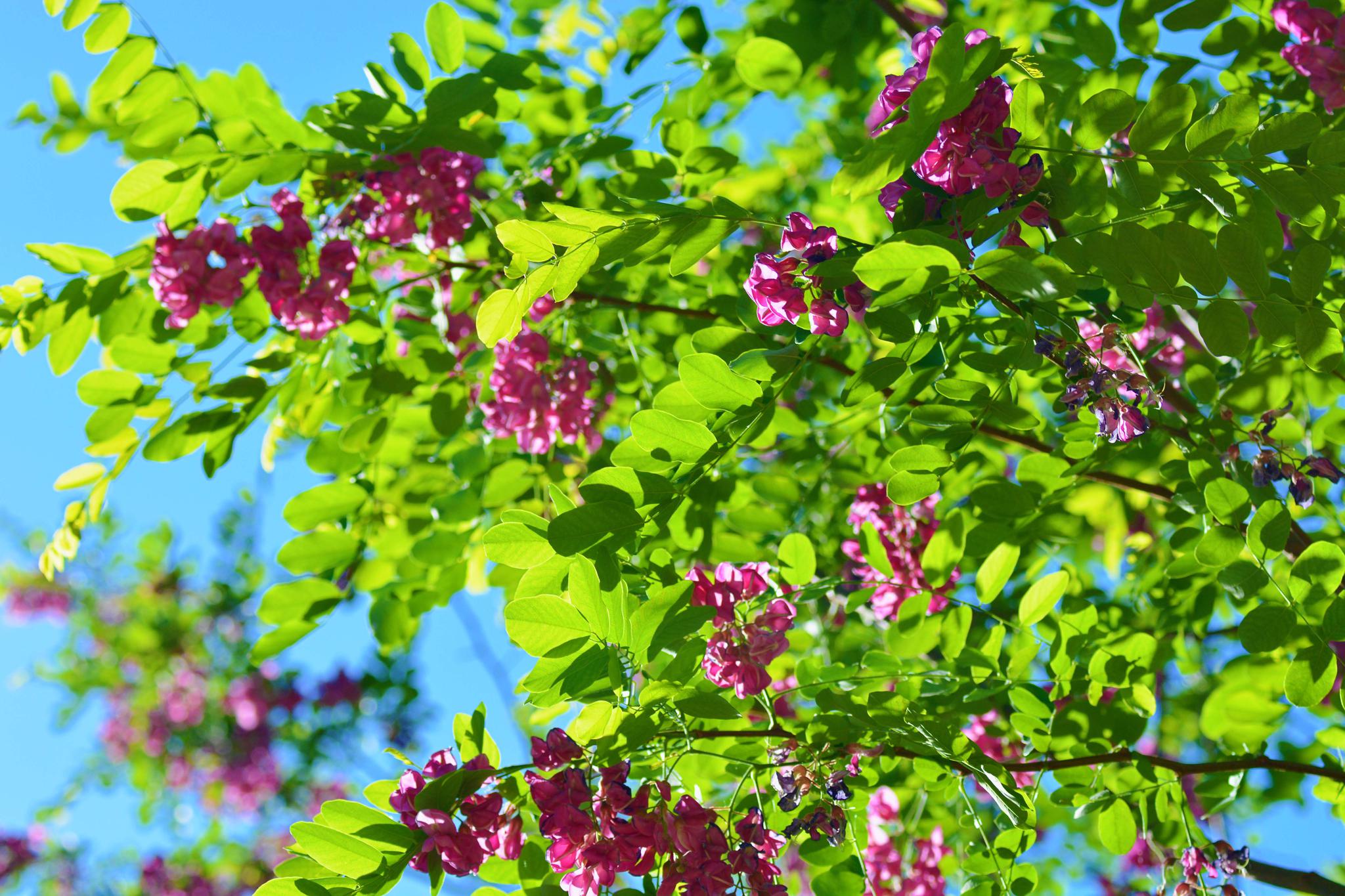 刺槐是一种什么样的树 木 刺槐和国槐有什么不同之处