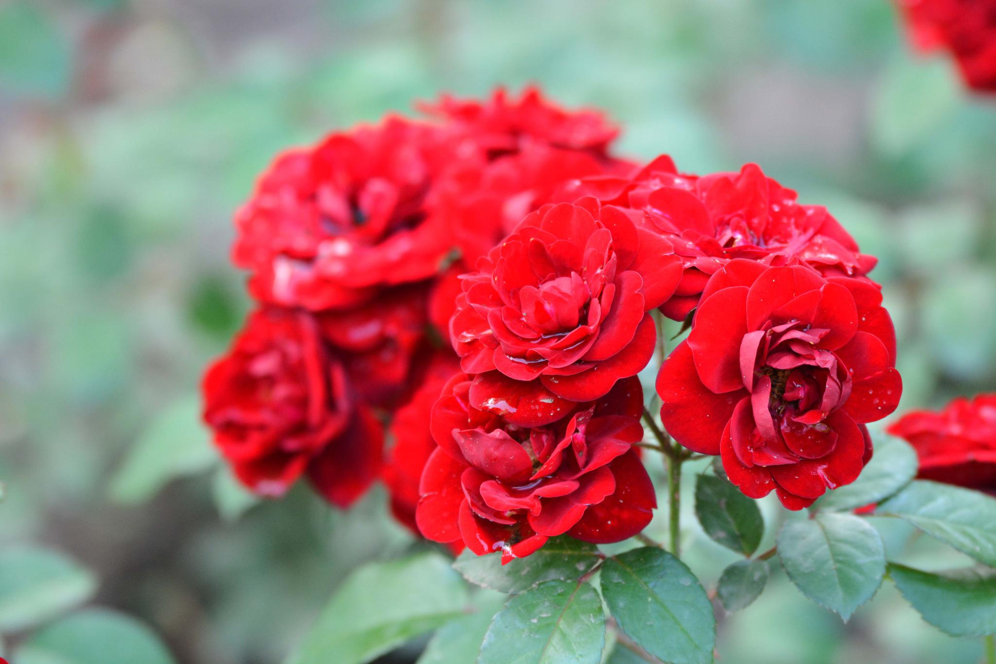 红色月季花,原创摄影