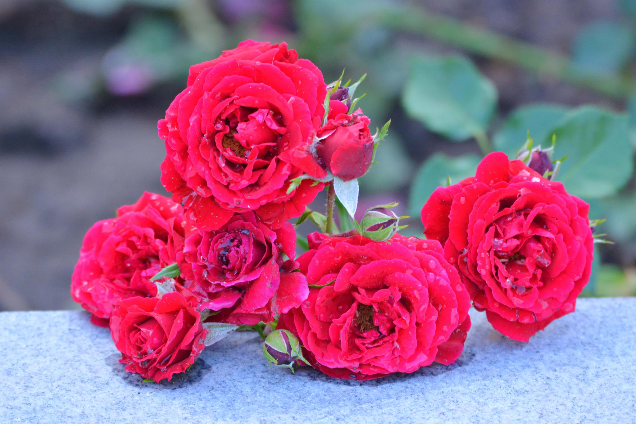 红色月季花原创摄影