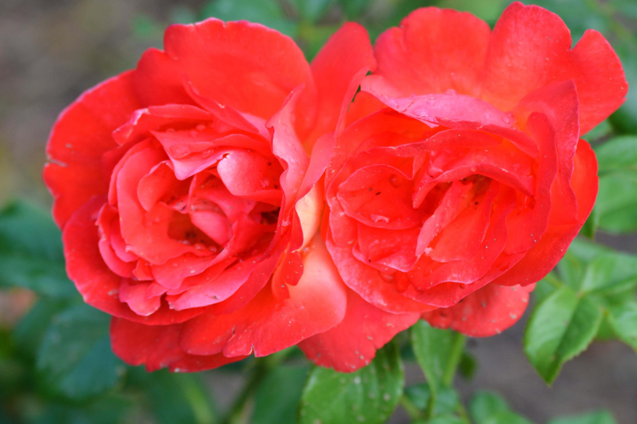 红色月季花原创摄影