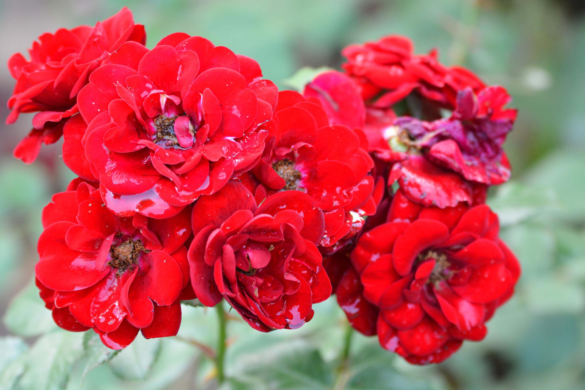 红色月季花原创摄影