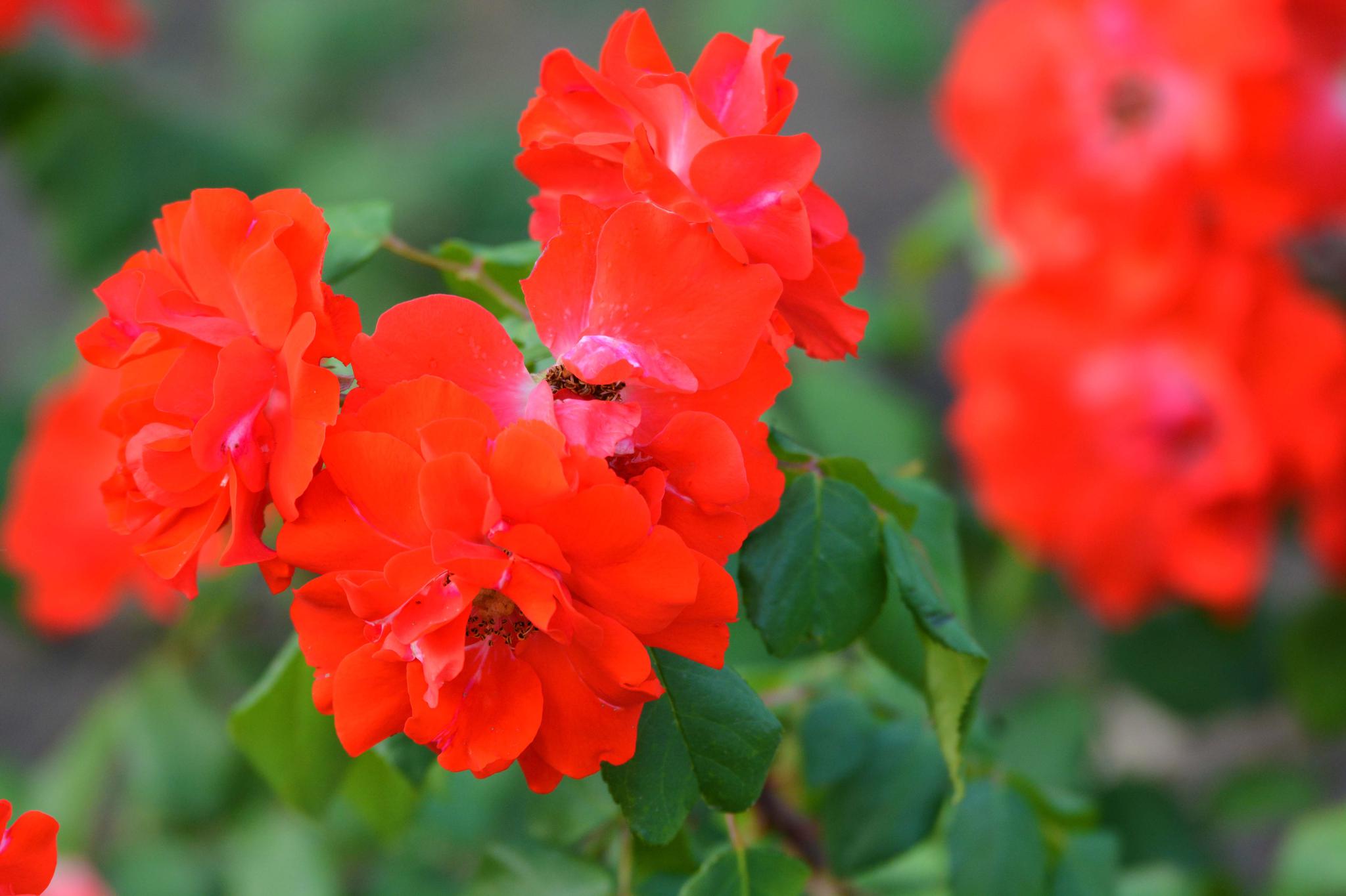 红色月季花原创摄影