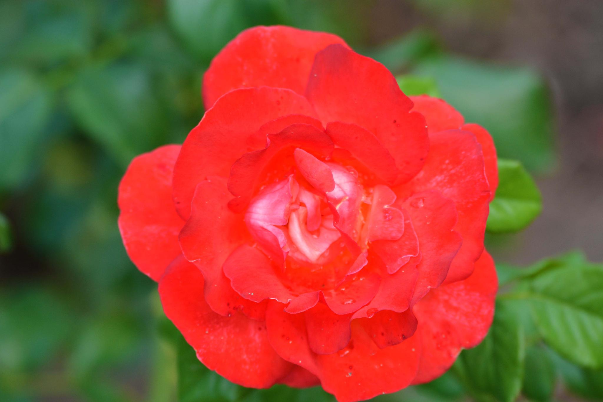 红色月季花,原创摄影