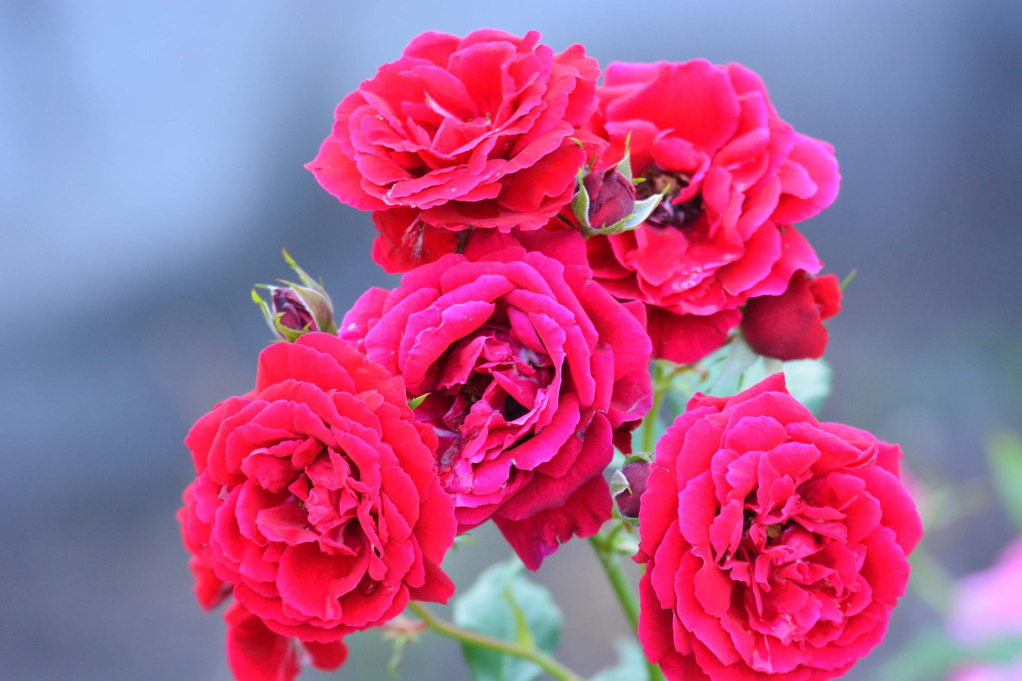 红色月季花原创摄影