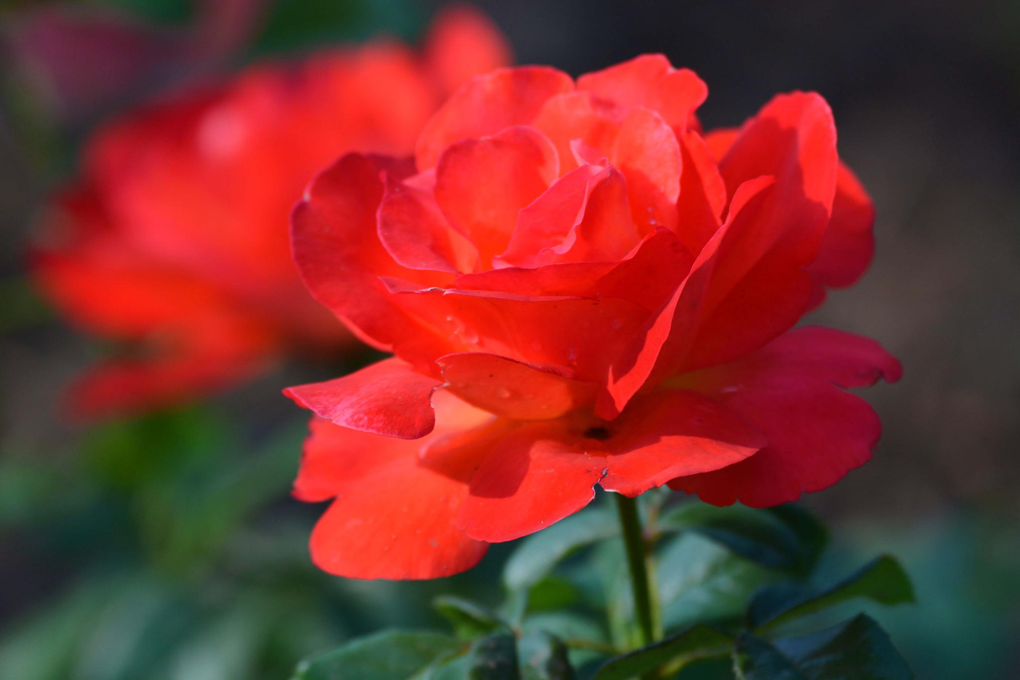 红色月季花原创摄影