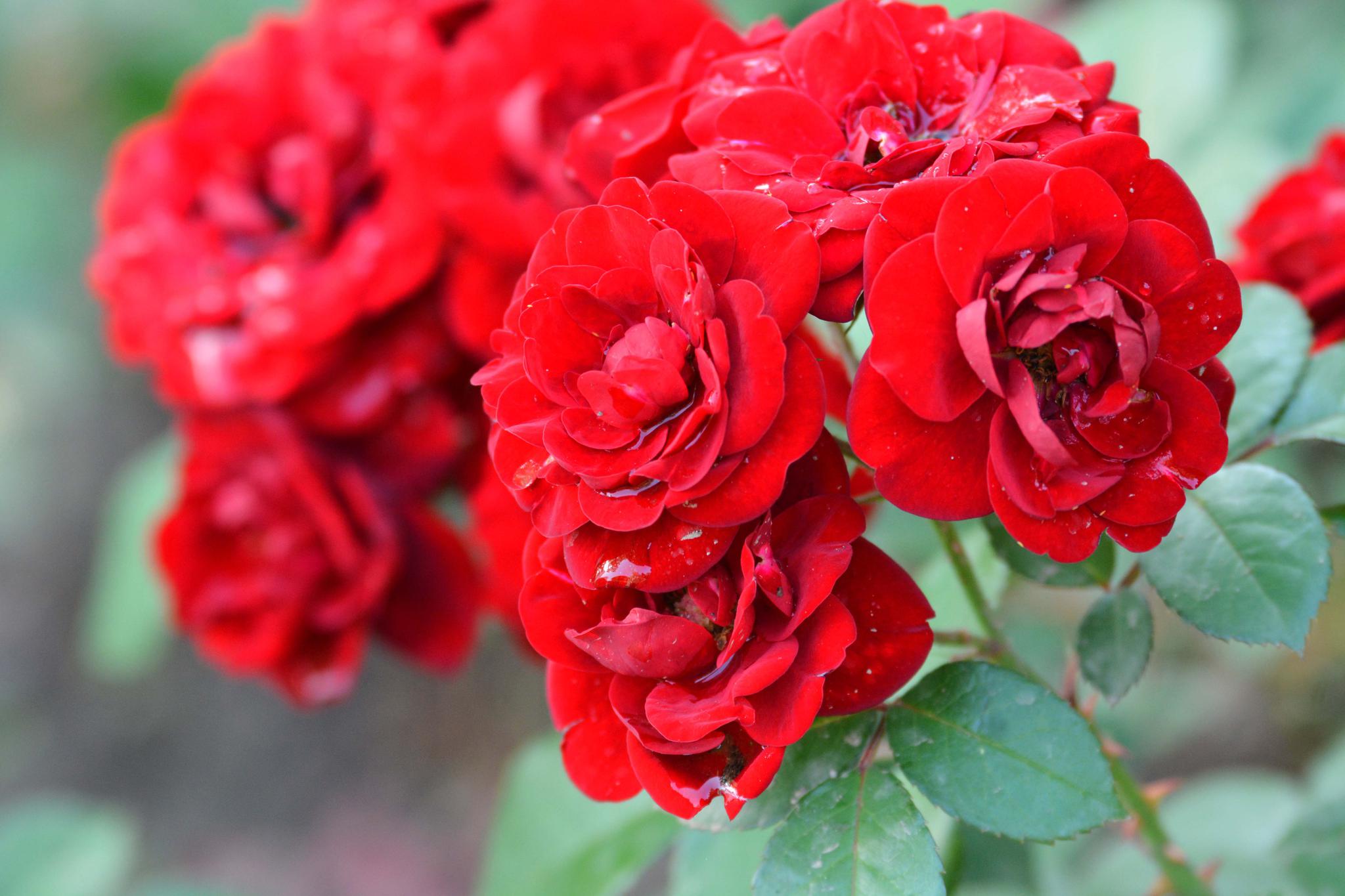 红色月季花原创摄影